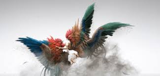 sabung ayam